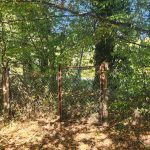 Réf 2668 TREIGNY Réf 2668 TREIGNY