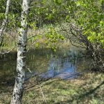 Réf 2337  SAINT SAUVEUR EN PUISAYE