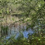 Réf 2337  SAINT SAUVEUR EN PUISAYE