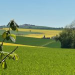 Réf 2338 SAINT SAUVEUR EN PUISAYE